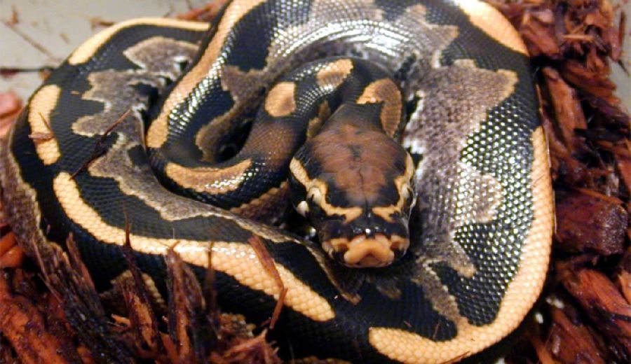 Roussis Reptiles Blog - Rare Ball Pythons, Blood Pythons & Skinks