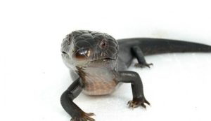Melanistic Blue Tongue Skink