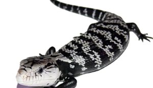 Tiliqua Gigas