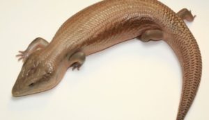 Patternless Hypo Blue Tongue Skink