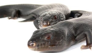 Melanistic Blue Tongue Skink