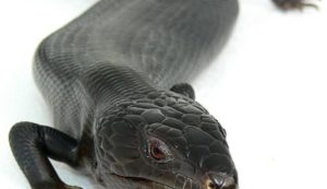 Melanistic Blue Tongue Skink