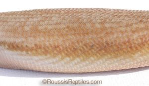 Patternless Hypo Blue Tongue Skink