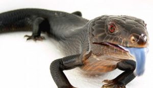 Melanistic Blue Tongue Skink