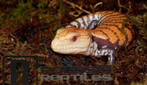 Caramel Albino