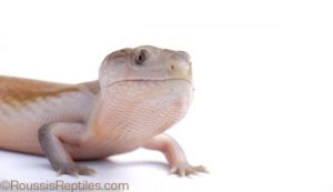 Patternless Hypo Blue Tongue Skink