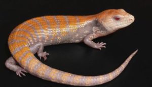 Caramel Albino