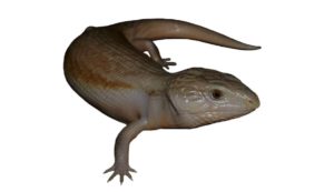 Patternless Hypo Blue Tongue Skink