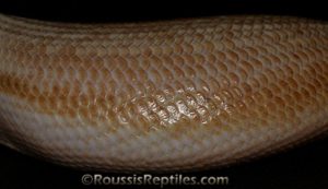 Patternless Hypo Blue Tongue Skink