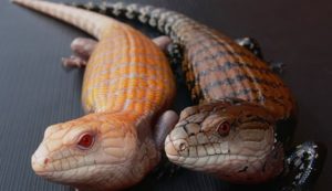 Caramel Albino