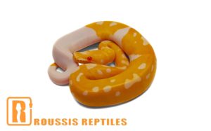 Albino Clown Pied