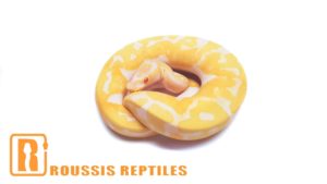 Albino Pied