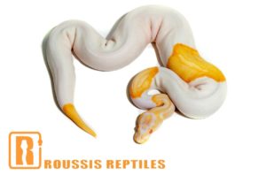 Albino Pied