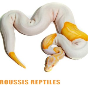 Albino Pied