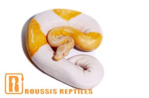 Albino Pied