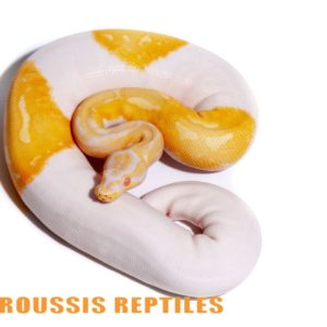 Albino Pied