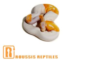 Albino Pied