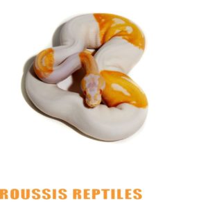 Albino Pied
