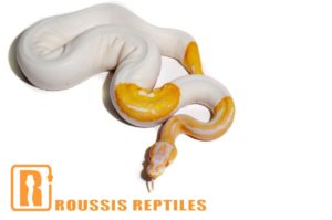 Albino Pied
