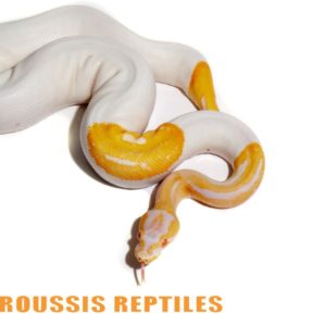 Albino Pied