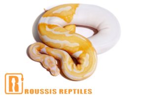 Albino Pied