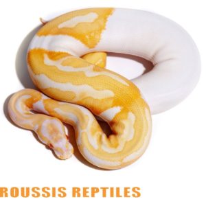 Albino Pied