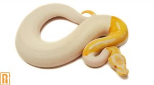 Albino Pied