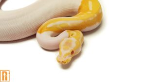 Albino Pied