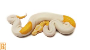 Albino Pied