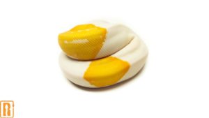 Albino Pied