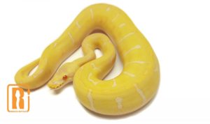 Albino Spider