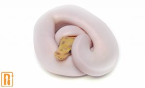 Banana Spied