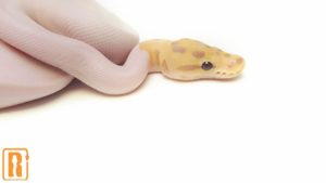 Banana Spied