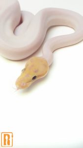 Banana Spied