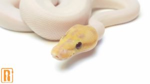 Banana Spied