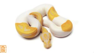 Candy Pied