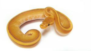 Caramel Genetic Stripe