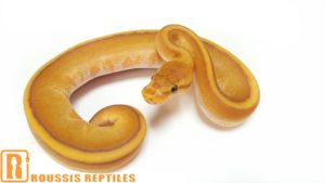 Caramel Genetic Stripe