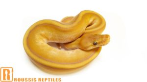 Caramel Genetic Stripe