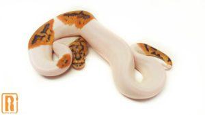 Clown Pied