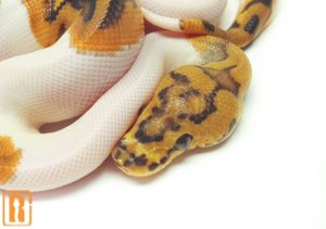 Clown Pied