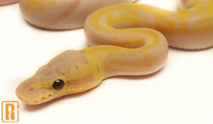 Banana Lemon Blast Pied