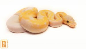 Banana Lemon Blast Pied