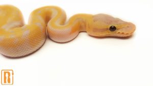 Banana Lemon Blast Pied