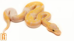 Banana Lemon Blast Pied