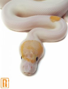 Banana Pinto Pied