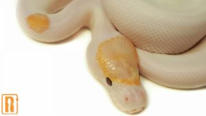 Banana Pinto Pied