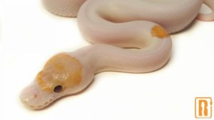 Banana Pinto Pied