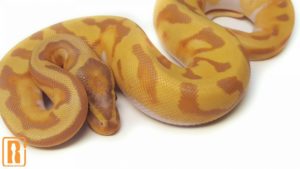 Enchi Banana Pied