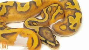 Enchi Ghost Pied